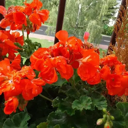 Rodzinny 2 Pokojowy. Widok Na Sniezke. Apartmán Karpacz