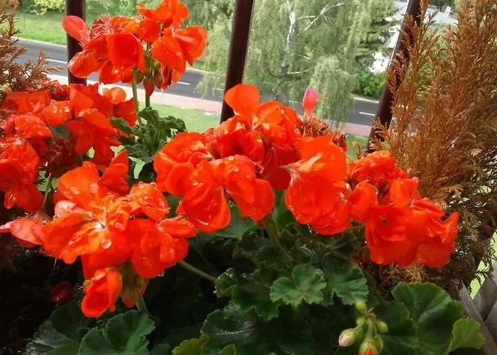 Rodzinny 2 Pokojowy. Widok Na Sniezke. Appartamento Karpacz